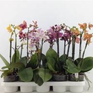 Phal 1-tak A2 Riza Mix 12/40 - B112909_0015070265_H_1