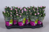 Rosa Parade Lamy (grower)