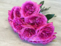 Rose Austin Capability 50 sm