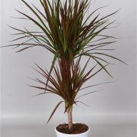 Dracaena Marginata Magenta 30/190 - 1943.970x0