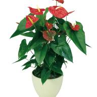 Anthurium Madural 14/40 - dakota