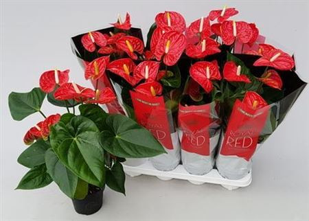 Anthurium Madural 14/40