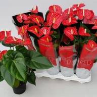 Anthurium Madural 14/40 - X847977_H_1