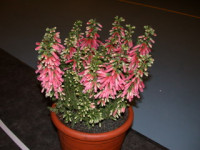 Erica Hiemalis 11/40