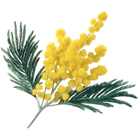 Mimosa Extra Italia