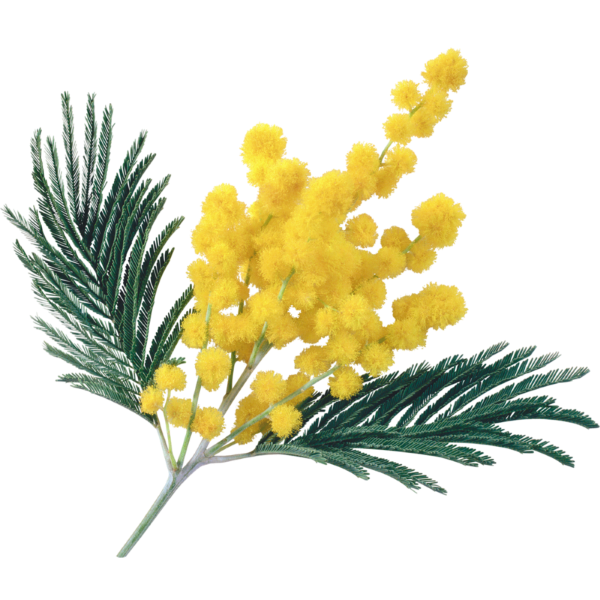 Mimosa Extra Italia