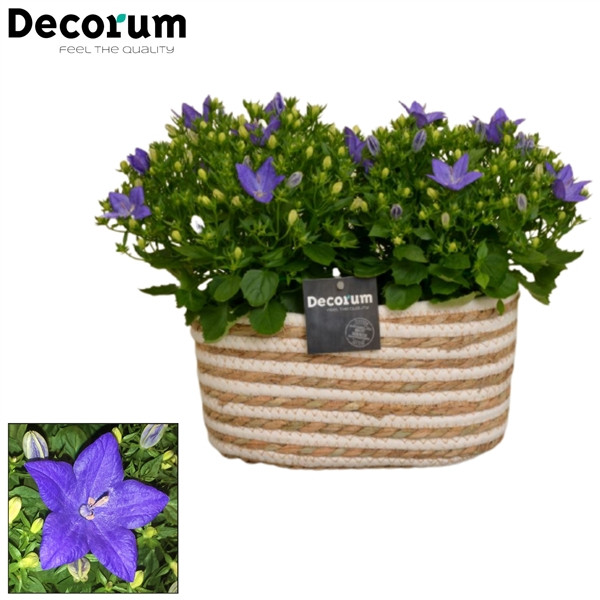 Campanula Napoli 11/20