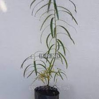 Salix Ov 19/100