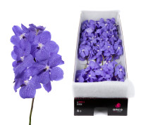 Vanda Z Kan Mag Blue