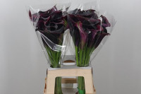 Zantedeschia Durban X10 Holland
