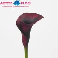 Zantedeschia Durban X10 Holland - watermarked_zantedeschia-rudolph_1495020469