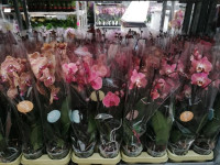 Phal 2 Authentic Oranje Ov 12/70