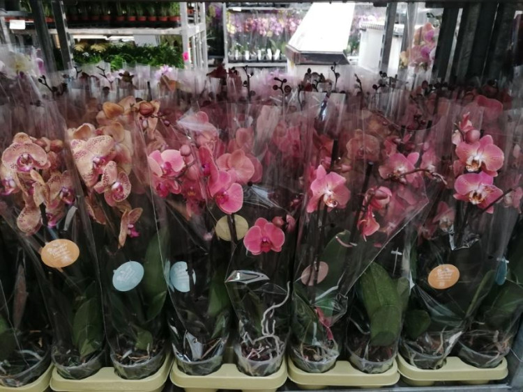 Phal 2 Authentic Oranje Ov 12/70