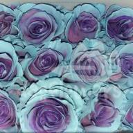 F4 purple / light blue fancy PNT 60 sm Ecuador (крашенный) - F4 purple  light blue fancy PNT 60 sm Ecuador (крашенный)