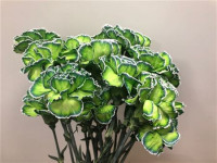 Dianthus Polar Light Holland
