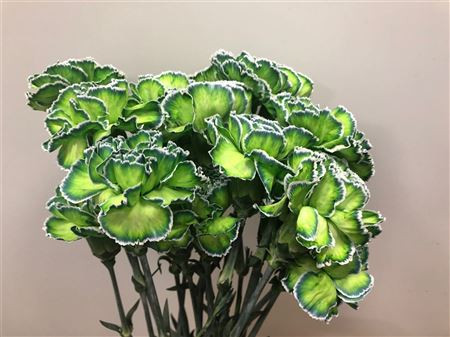 Dianthus Polar Light Holland