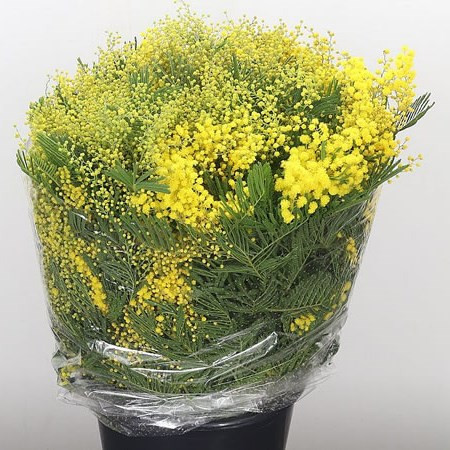 Mimosa Mirandol Extra 150 gr Holland