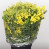 Mimosa Mirandol Extra 150 gr Holland - Acacia-Mimosa-Mirandol-55cm