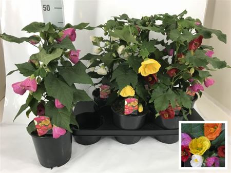 Bellis P Kl Rush Mix 510/15