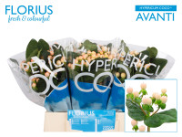 Hypericum Coco Avanti X10