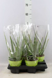 Aloe Vera 12/30