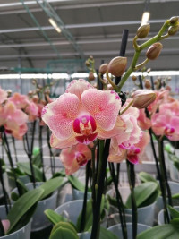 Phal Mutant 12/50