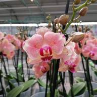 Phal Mutant 12/50 - IMG-8f68ae9b190004f8a2c2fed6594a5146-V