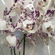 Phal Mutant 12/50 - IMG-20240807-WA0016
