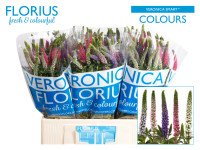 Veron Smart Col Mix