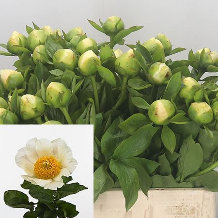 Paeonia Gioia Pink Holland