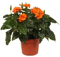 Crossandra Inf Fortuna 9/20