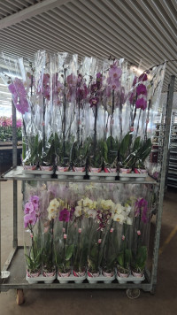 Phal 3-tak Scenza Mix 12/70