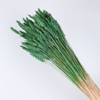 Cortaderia Selloan Mix
