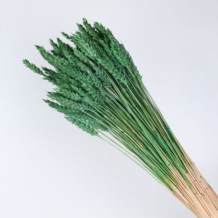 Cortaderia Selloan Mix