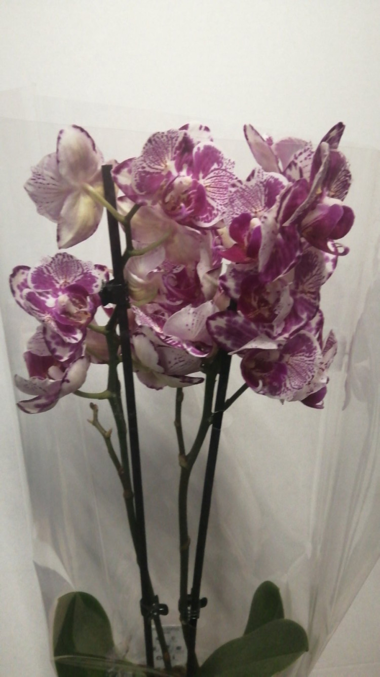 Phal Mutant Pastel Pink 12/55