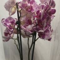 Phal Mutant Pastel Pink 12/55 - 20240126_115536