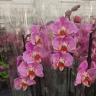 Phal Mutant Pastel Pink 12/55 - IMG-20250107-WA0015