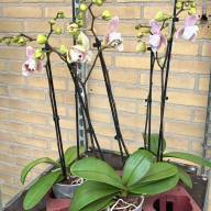 Phal Mutant Pastel Pink 12/55 - 20250109_221821