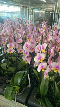 Phal 1-tak Ov SORT 12/65