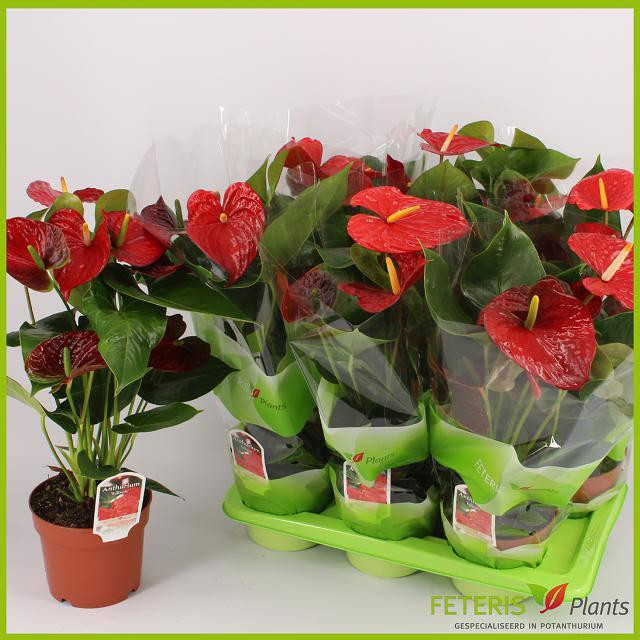 Anthurium Elido 9/40