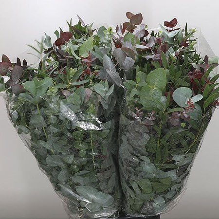 Eucalipt Mix Per Bunch Extra