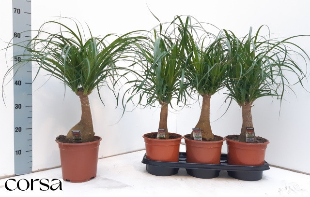 Beaucarnea Recur 17/60