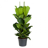 Ficus Lyrata 4pp 45/170
