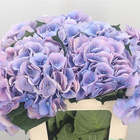 Hydr S Lavender Holland 60
