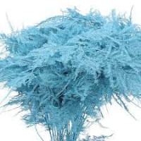 Asparagus Light Blue 45 sm X 50