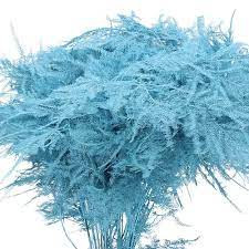 Asparagus Light Blue 45 sm X 50
