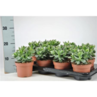 Crassula Minova Magic
