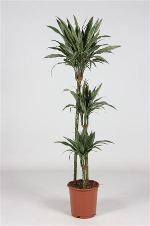 Dracaena Frag Warneckie 90-60-30 (grower)