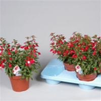 Fuchsia Jollies Lyon Rood-wit