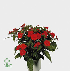 Impatiens Ng Red (grower)